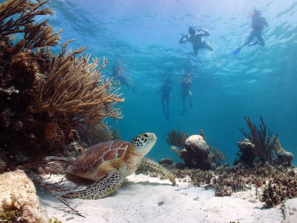 Scuba divers with turtle